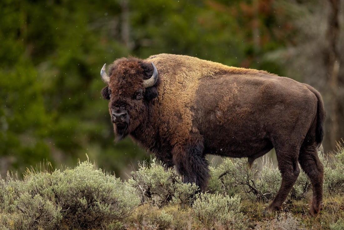 Noah Jigsaw Puzzle American Bison in Grand Teton National Park, Wyoming 2000 pieces