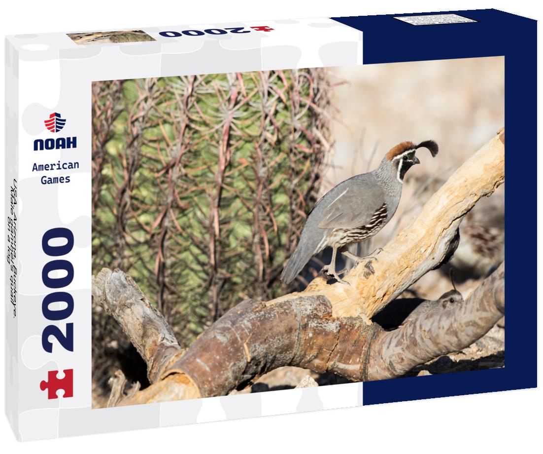 USA, Arizona, Buckeye. Male gambel's quail on a log 2000pc Puzzle