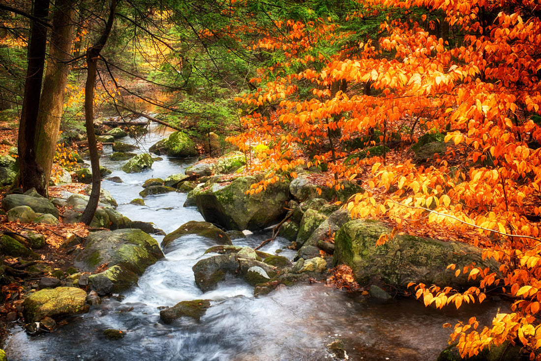 Noah Jigsaw Puzzle Burr Pond State Park autumn landscape, Connecticut 2000 pieces