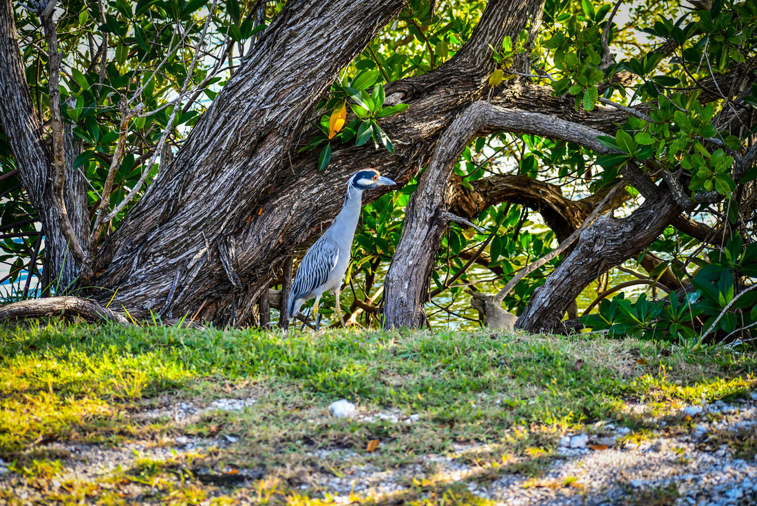 A Yellow-Crowned Night Heron in Key Largo, Florida 2000pc Puzzle