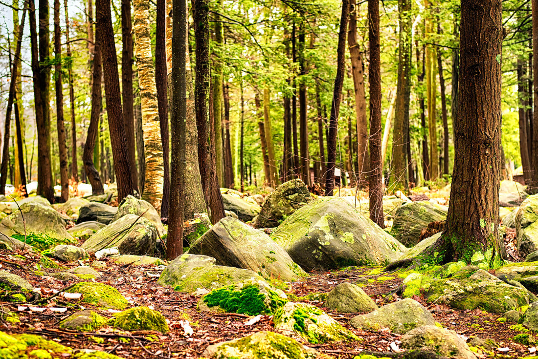 Noah Jigsaw Puzzle Burr Pond State Park Winter landscape, Connecticut 2000 pieces