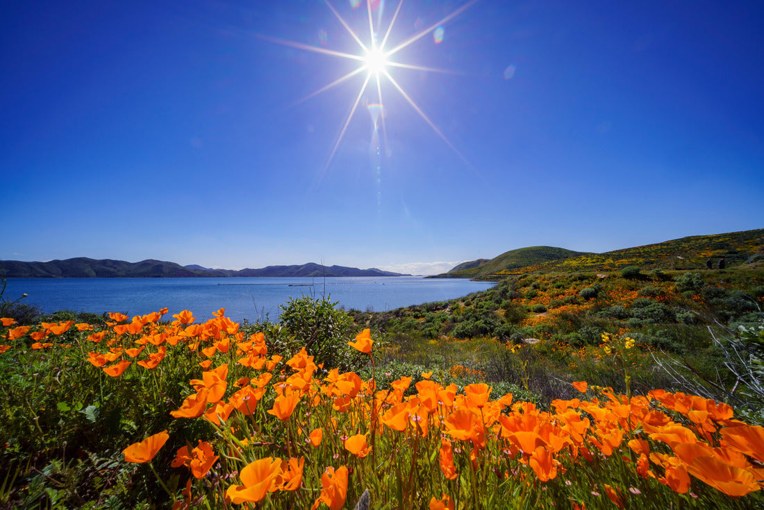 Noah Jigsaw Puzzle Lots of wild flower blossom at Diamond Valley Lake 2000 pieces