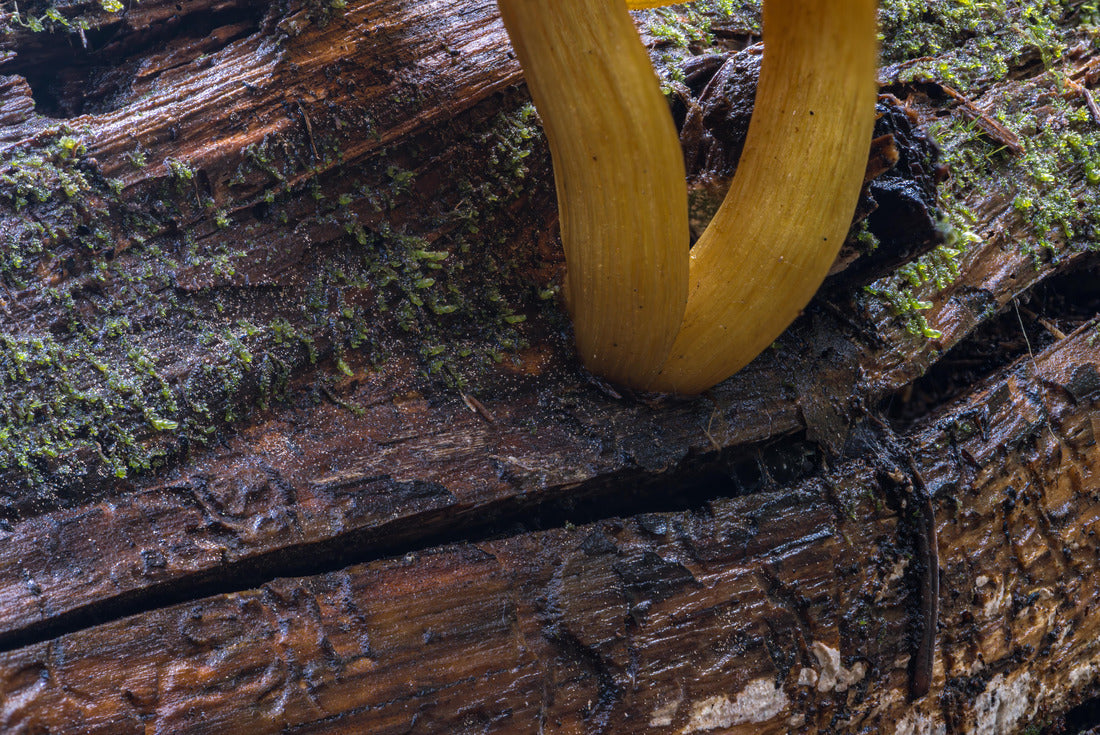 Noah Jigsaw Puzzle Mushrooms growing on a Dead Tree in Northern Idaho 2000 pieces