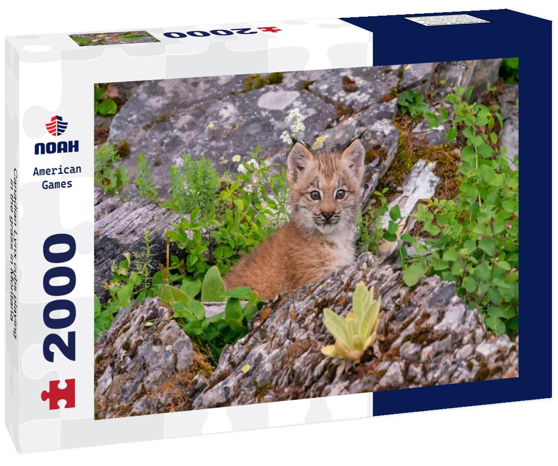 Canadian Lynx cubs playing in the grass in Montana 2000pc Puzzle