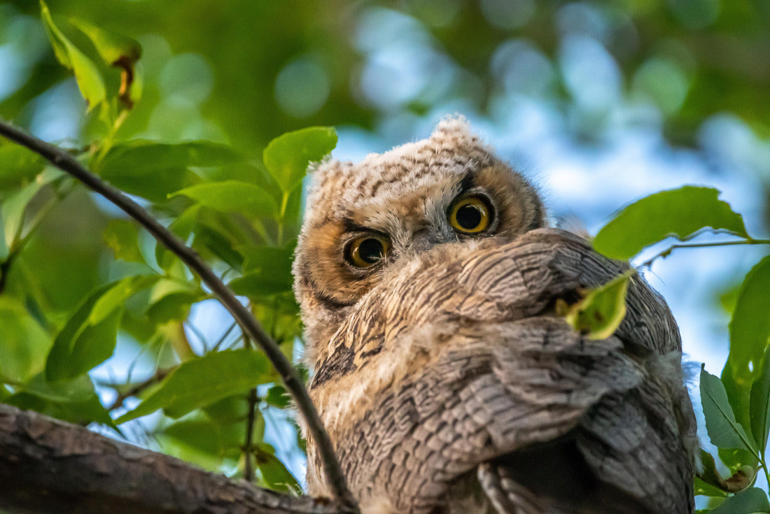 Western Screech Owl near Mount Pleasant City, Utah 2000pc Puzzle