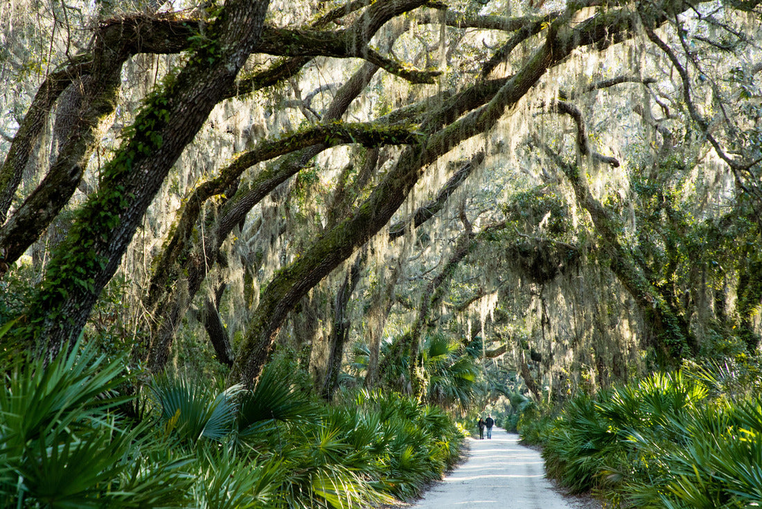 Noah Jigsaw Puzzle Grand Avenue, Cumberland Island National Seashore 2000 pieces