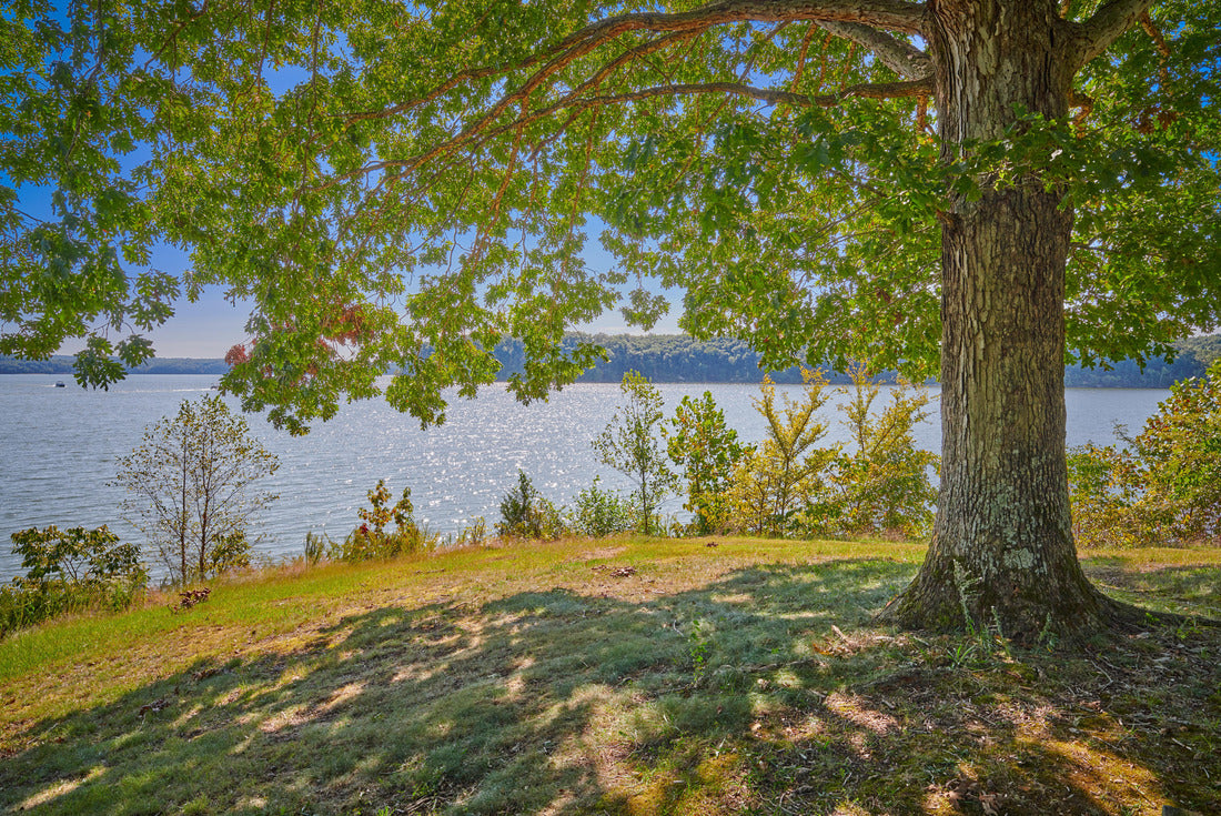 Veiw of Kentucky Lake form under a large oak tree 2000pc Puzzle