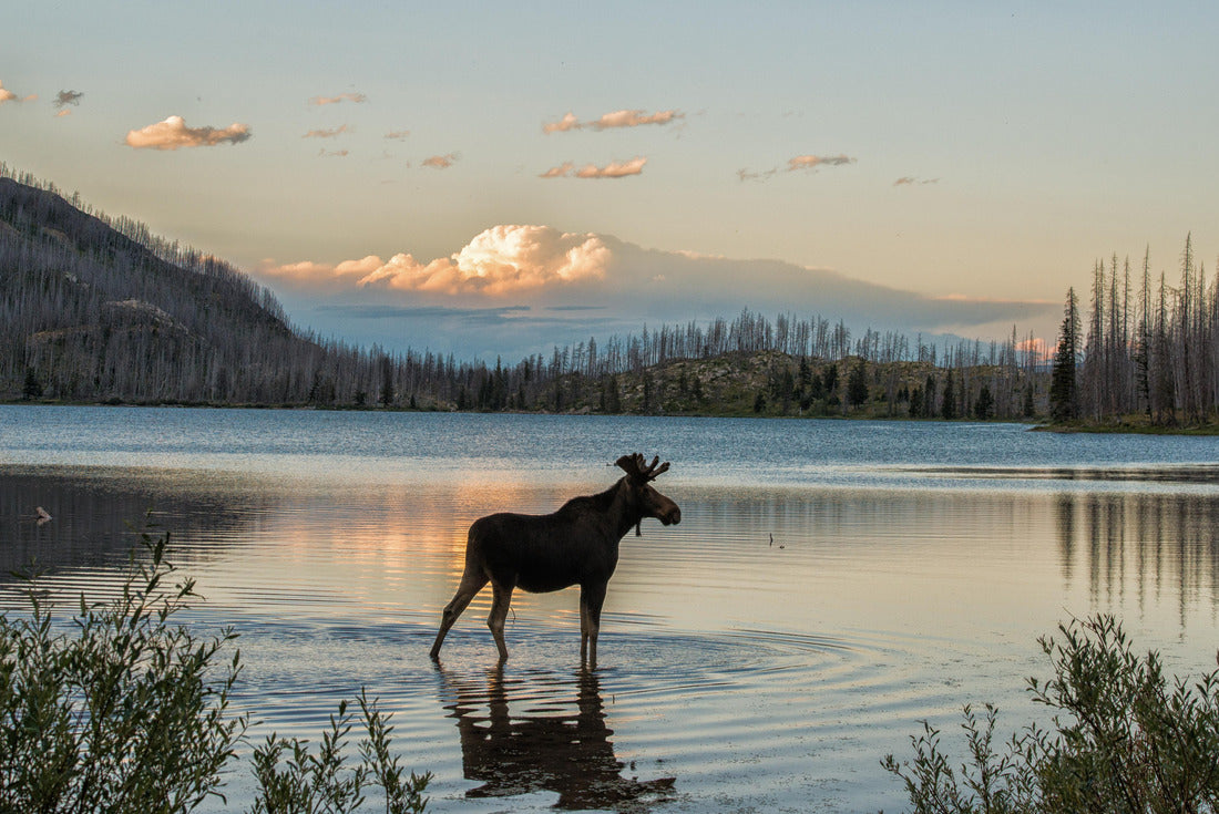 Noah Jigsaw Puzzle Moose standing in Montana mountain lake at dusk 2000 pieces