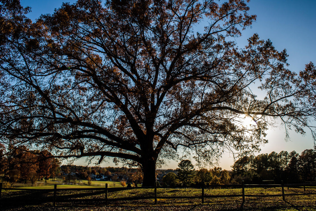 Noah Jigsaw Puzzle Large Oak Tree in Dublin Park. Madison, Alabama 2000 pieces