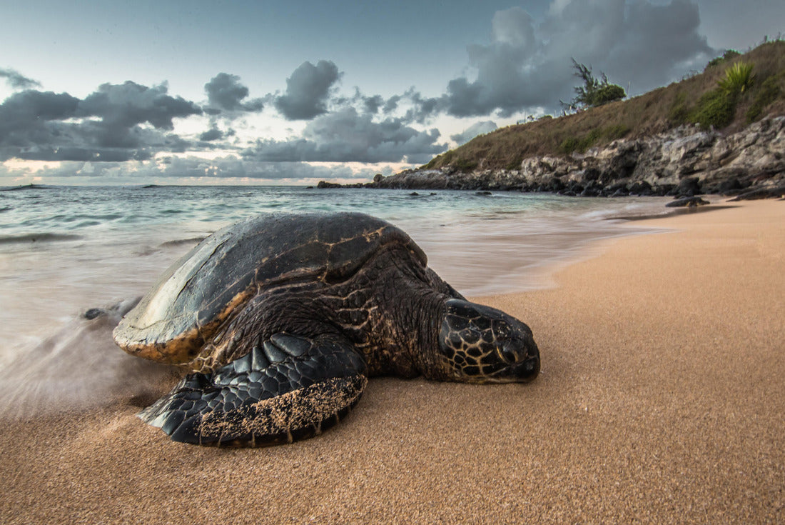 Noah Jigsaw Puzzle A Peacefully Resting Turtle at Sunset in Hawaii 2000 pieces