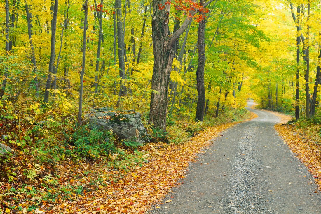 Autumn, Macedonia Brook State Park, Connecticut 2000pc Puzzle