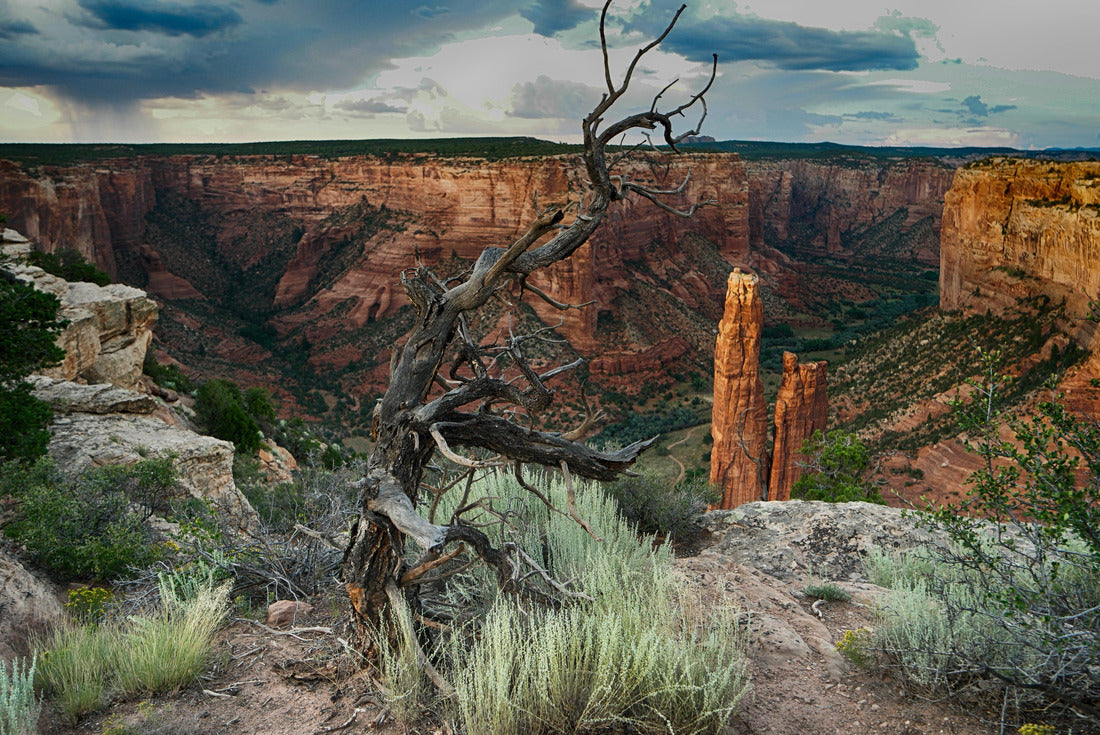 Noah Jigsaw Puzzle Bare Tree At Canyon De Chelly National Monument 2000 pieces