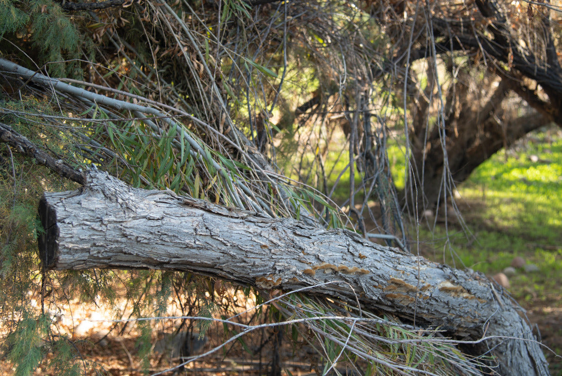 Noah Jigsaw Puzzle fall colors on the salt river near mesa Arizona 2000 pieces