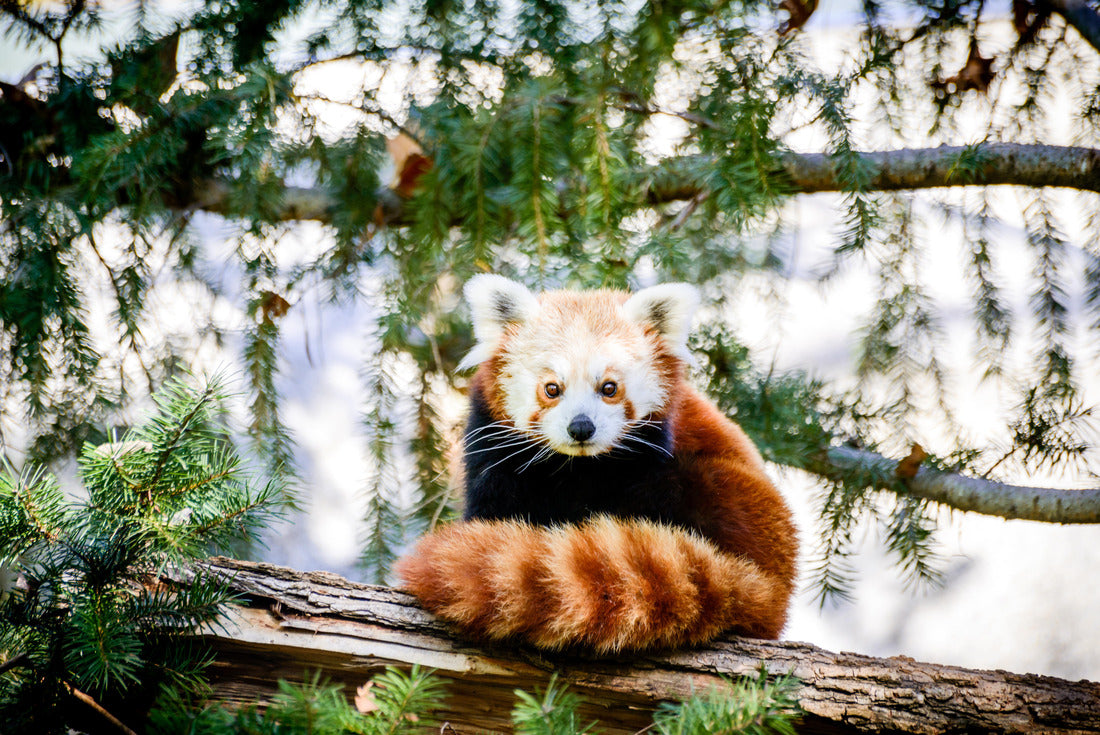 Noah Jigsaw Puzzle Cute Red Panda At Sacramento Zoo of California 2000 pieces