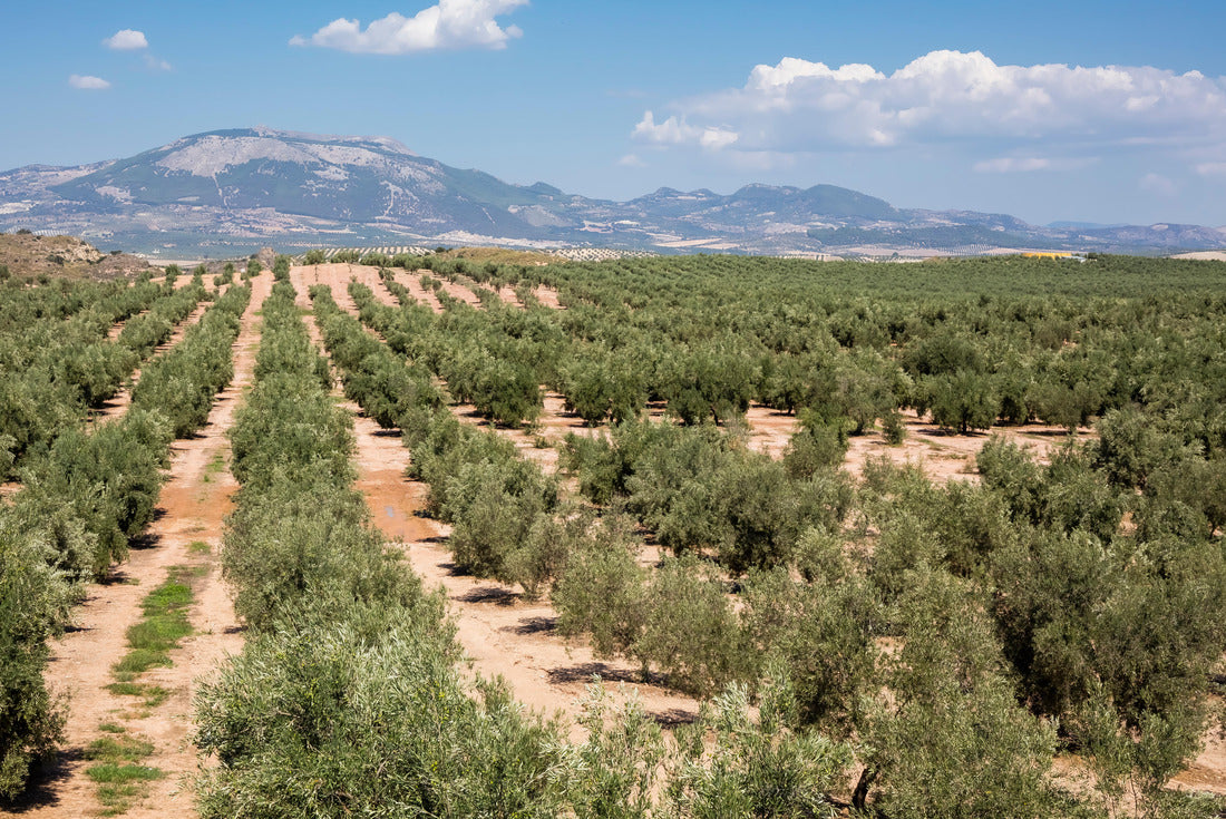 Typical Andalusian landscape near the village of Fuensanta in the province of Granada 2000pc Puzzle