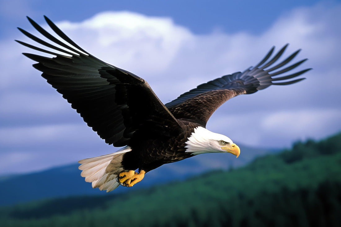 Noah Jigsaw Puzzle Bald eagle 2000 Pieces