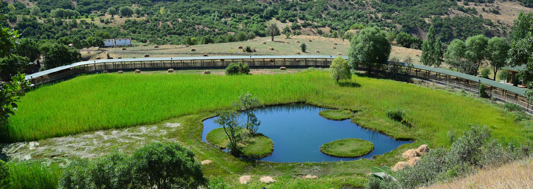 Noah Jigsaw Puzzle Dallas, Texas, USA City skyline Panorama 1000 Pieces