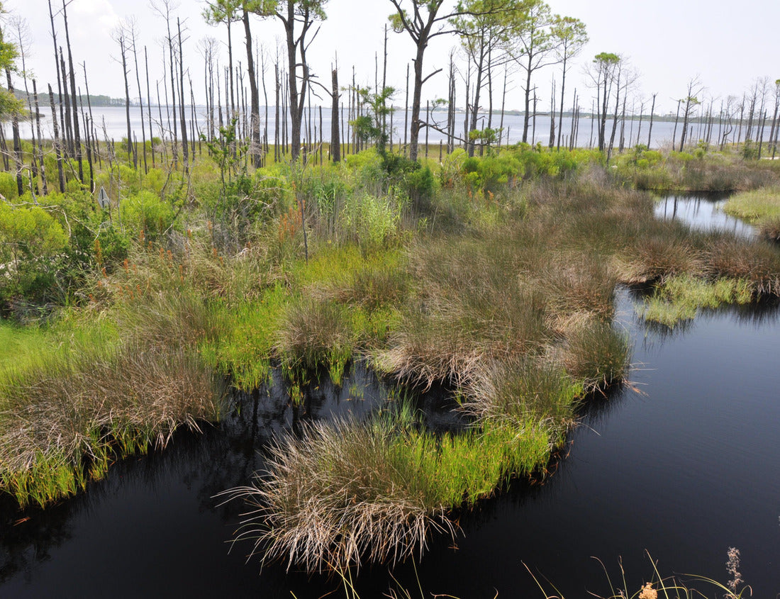 Noah Jigsaw Puzzle Bon Secour National Wildlife Refuge in Gulf Shores, Alabama 1000 Pieces