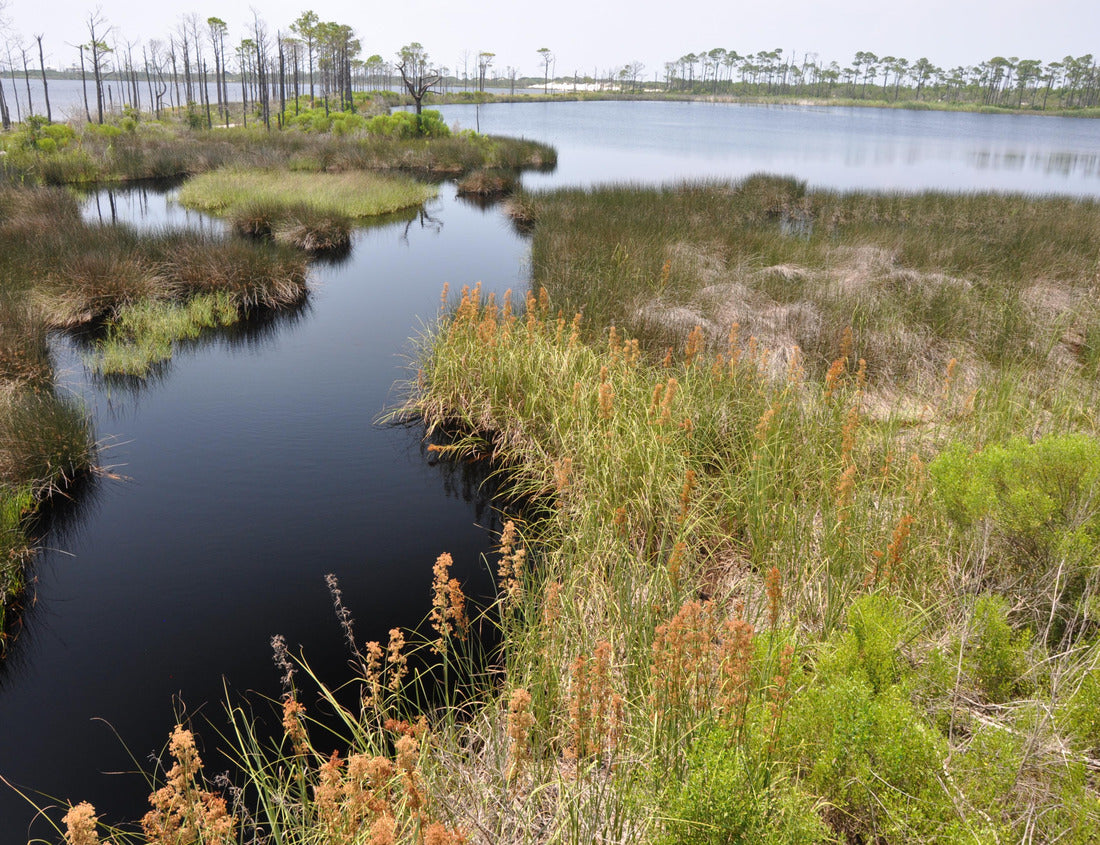 Noah Jigsaw Puzzle Bon Secour National Wildlife Refuge in Gulf Shores, Alabama 1000 Pieces