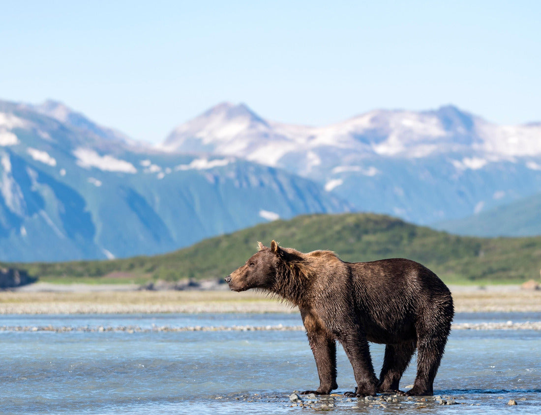 Noah Jigsaw Puzzle Brown bear (Ursus Arctos) standing in water, behind mountains, Katmai National Park, Alaska, USA 1000 Pieces