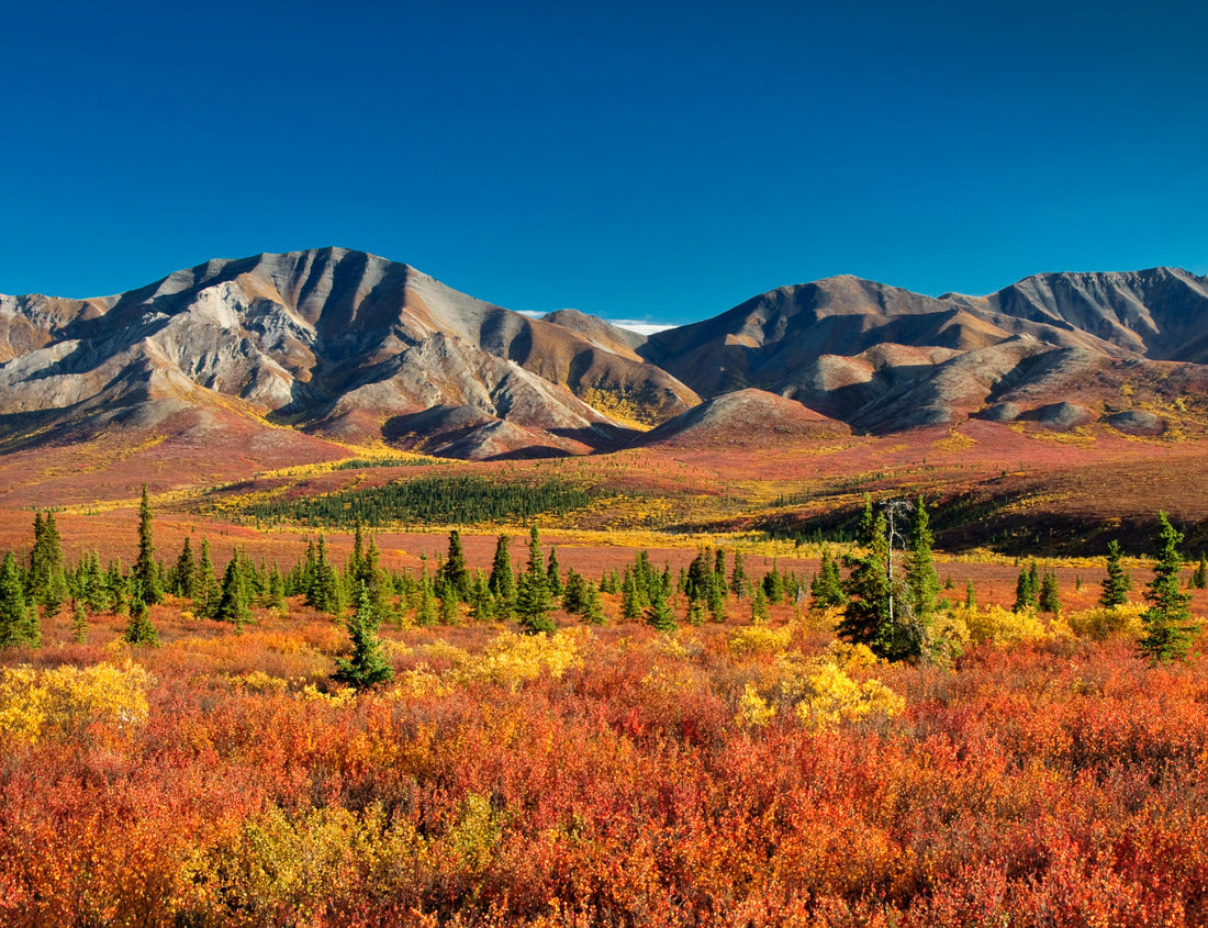 Noah Jigsaw Puzzle Autumnal Denali National Park 1000 Pieces
