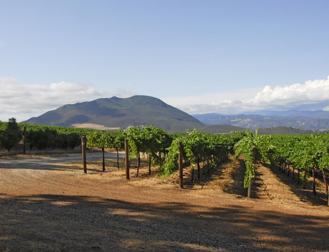 Noah Jigsaw Puzzle Lake County Vineyard with Mt. Konocti in the background 1000 Pieces