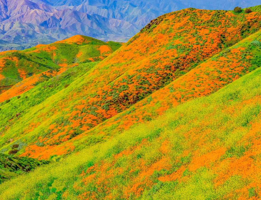 Noah Jigsaw Puzzle Yellow mustard and California poppies bring the hills of Riverside County, California, to life in brilliant color 1000 Pieces