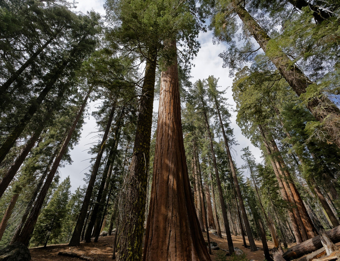 Noah Jigsaw Puzzle Sequoia trees forest in the general Grant Grove section of Kings Canyon National Park in the southern Sierra Nevada, in Fresno and Tulare counties, California 1000 Pieces