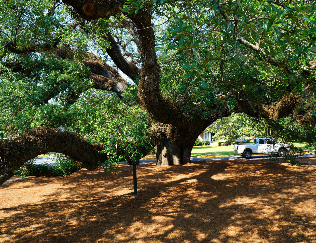 The Big Oak tree in Thomasville Georgia 1000pc Puzzle