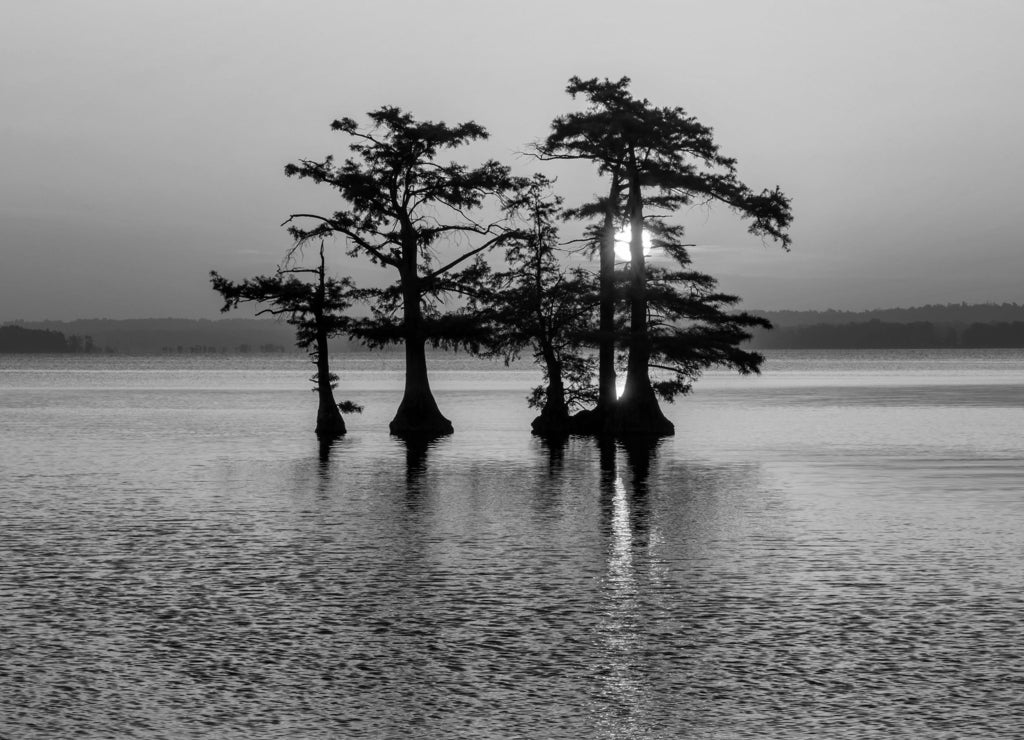 Scenic sunrise and egret, Reelfoot Lake, Tennessee in black white