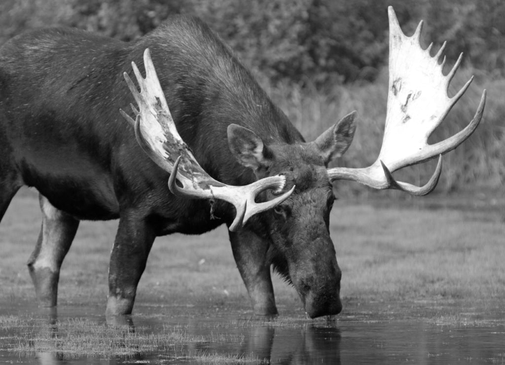 Shiras Bull Moose, Fishercap Lake in the Many Glacier region of Glacier National Park Montana in black white