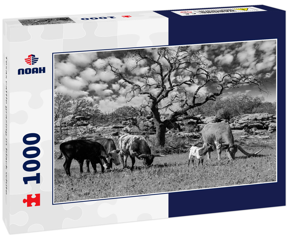 Texas cattle grazing in black white