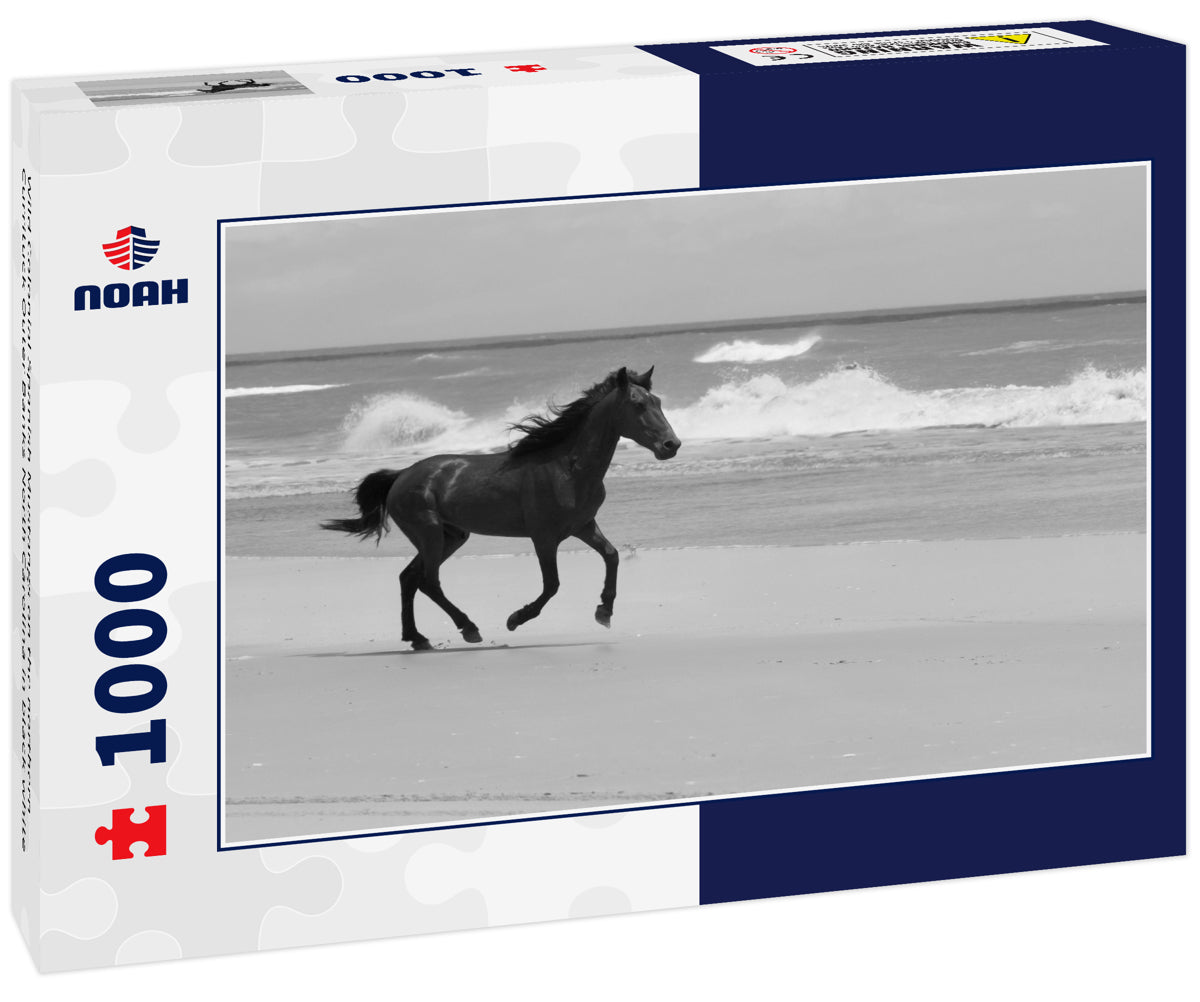Wild Colonial Spanish Mustangs on the northern Currituck Outer Banks North Carolina in black white