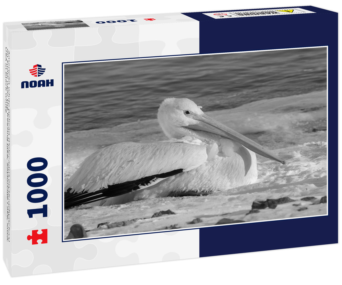 American white pelican (Pelecanus erythrorhynchos) on snow near the freezing lake, Saylorville Lake, iowa, USA in black white
