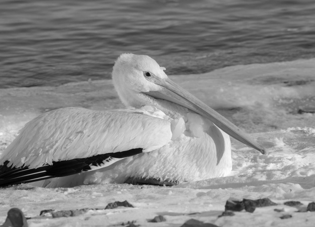 American white pelican (Pelecanus erythrorhynchos) on snow near the freezing lake, Saylorville Lake, iowa, USA in black white