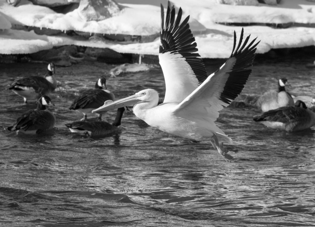 American White Pelican flying over winter river in Iowa in black white
