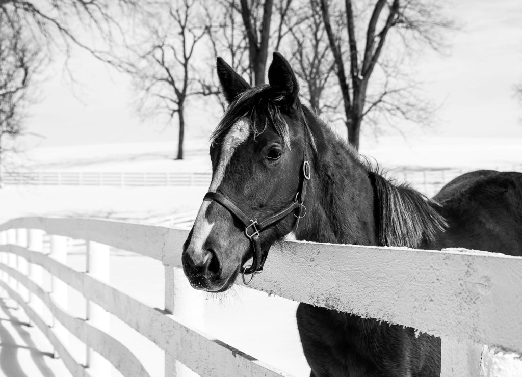 Thoroughbred Horse - Manchester Farm - Lexington, Kentucky in black white