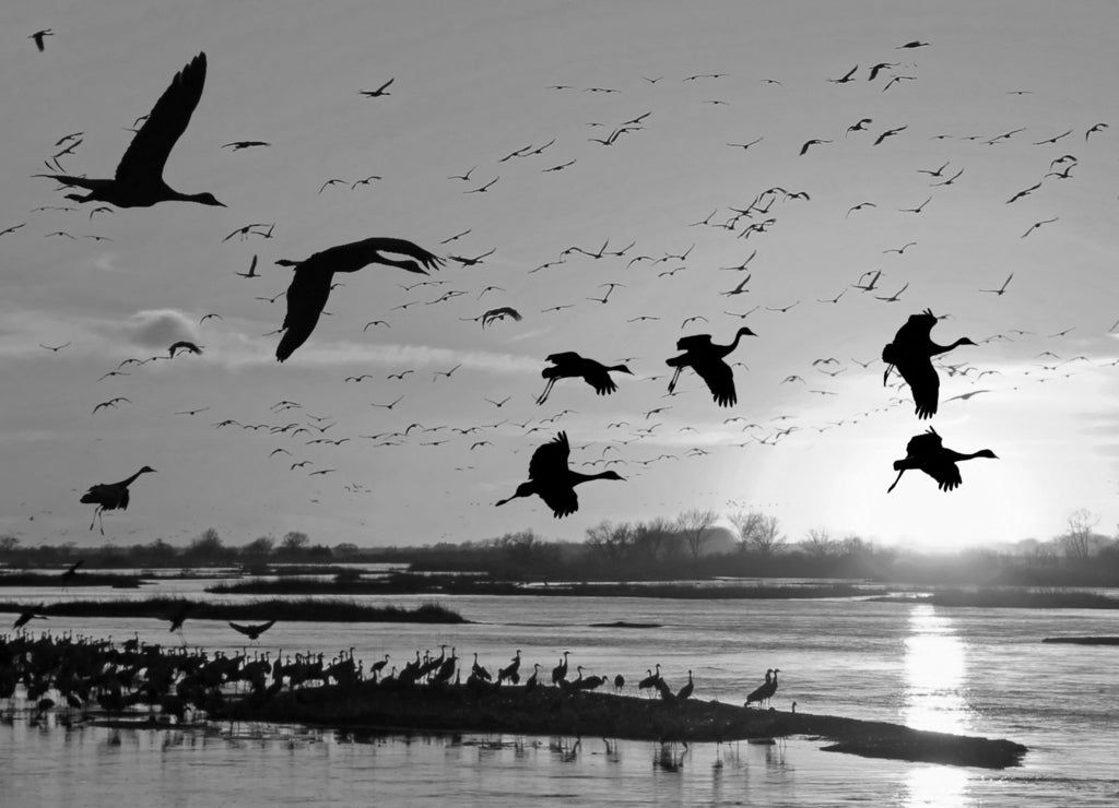 Migrating Sandhill Cranes along the Platte River in Kearney, Nebraska in black white