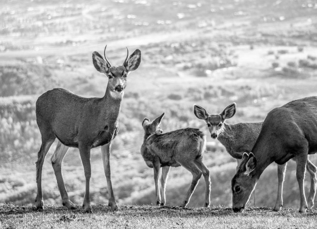 Deer Utah Mountains in black white