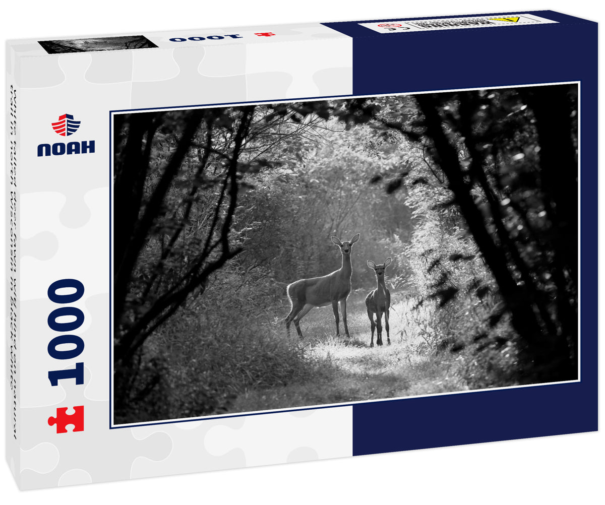White tailed deer fawn witj hind on natural trail in north Wisconsin in black white