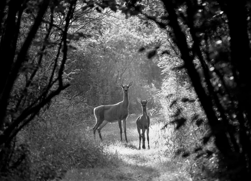 White tailed deer fawn witj hind on natural trail in north Wisconsin in black white