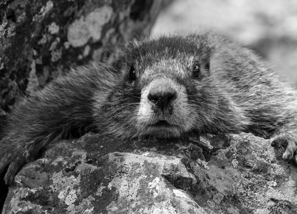 Wild marmot in Yellowstone National Park (Wyoming) in black white