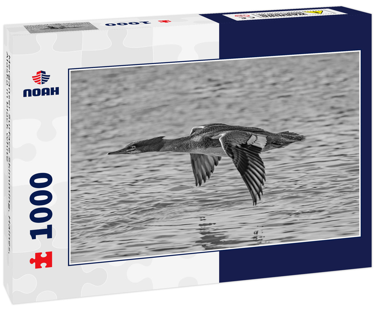 Merganser Surface Skimming, Haines, Alaska in black white