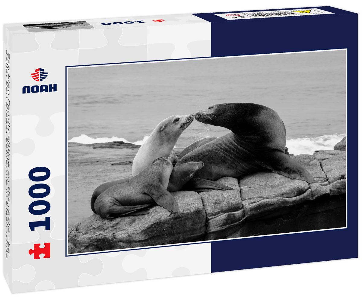 Sea Lion Family sitting on the rocks - La Jolla, San Diego, California in black white