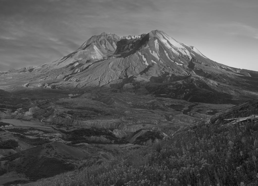 The breathtaking views of the volcano and amazing valley of flowers. Harry's Ridge Trail. Mount St Helens National Park, South Cascades in Washington State, USA A mountain slope is filled wildflowers in black white