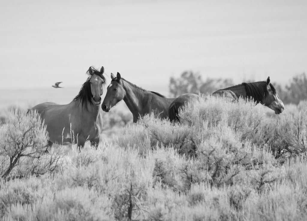 Three wild horses in the vast Utah desert in the western United States in black white