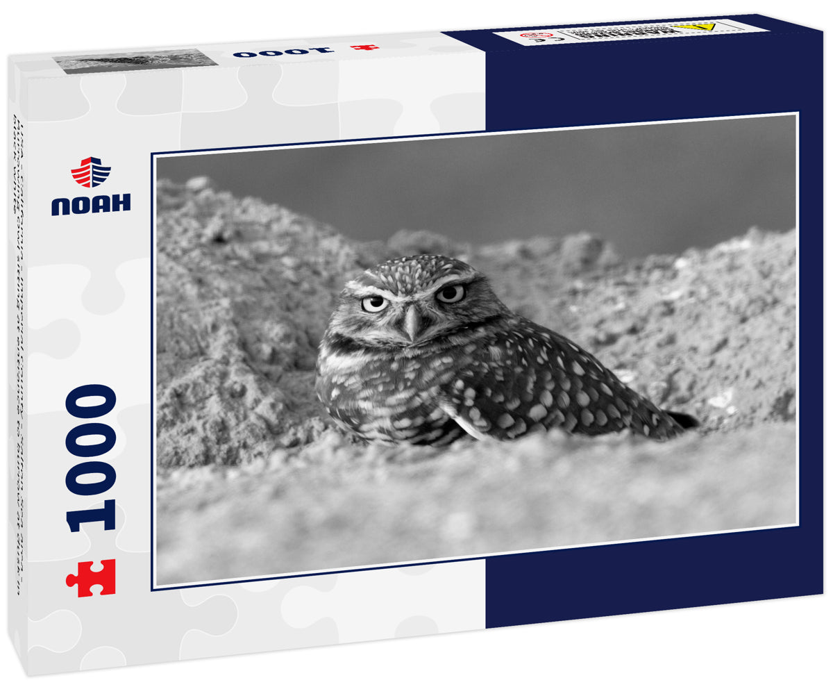 USA - California - Imperial County - Salton Sea area - Burrowing Owl sitting at entrance to burrow at dusk in black white