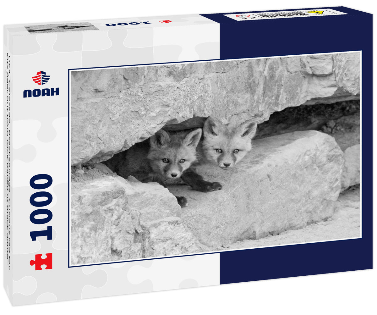 USA, Colorado, Breckenridge. Curious red fox kits peer out from rock haven in black white