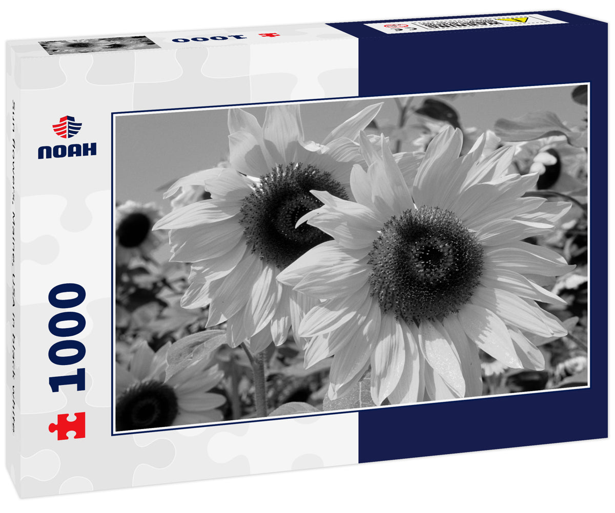 Sun flowers, Maine, USA in black white