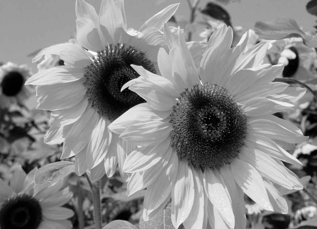 Sun flowers, Maine, USA in black white
